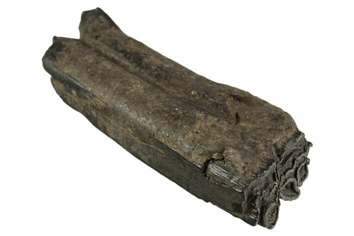 Pleistocene Aged Fossil Horse Tooth - South Carolina #332365